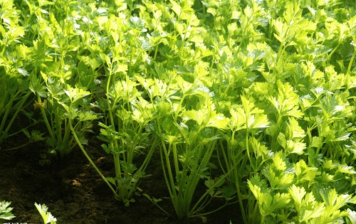 1654570735443138.png image.png